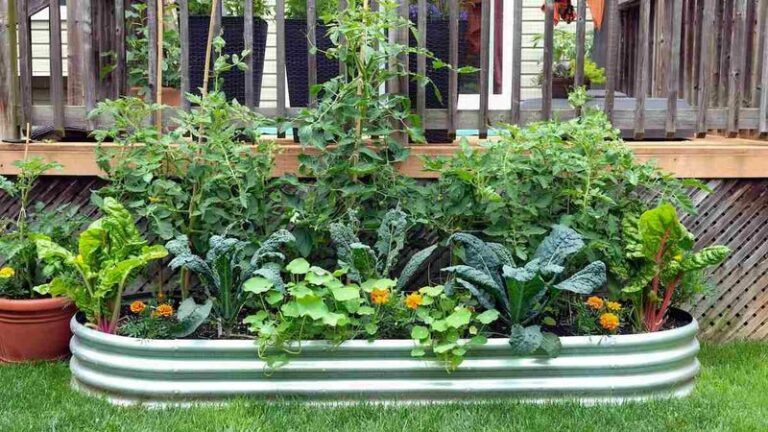You Do Not Need A Big Yard Or A Big Budget To Grow Real Food This Season