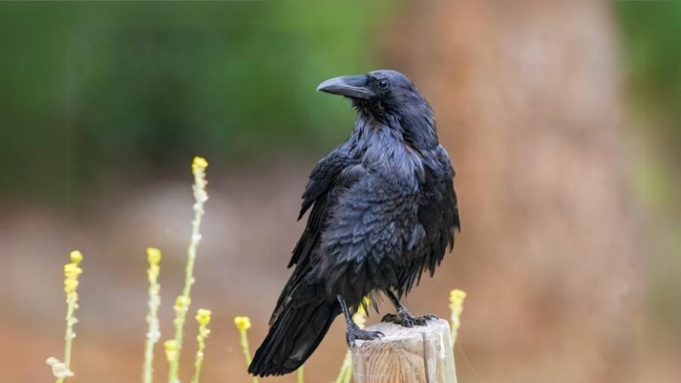 People Call Ravens Creepy, But They Plan For Tomorrow And Remember Your Face For Years
