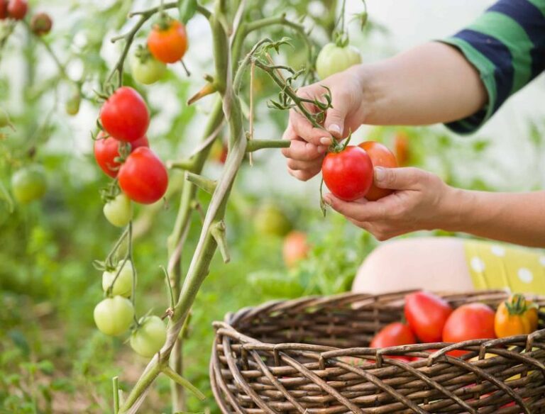 Your Stalled Tomato Plant Is Not Finished, It Is Hungry, And These Feedings Bring Back The Flowers