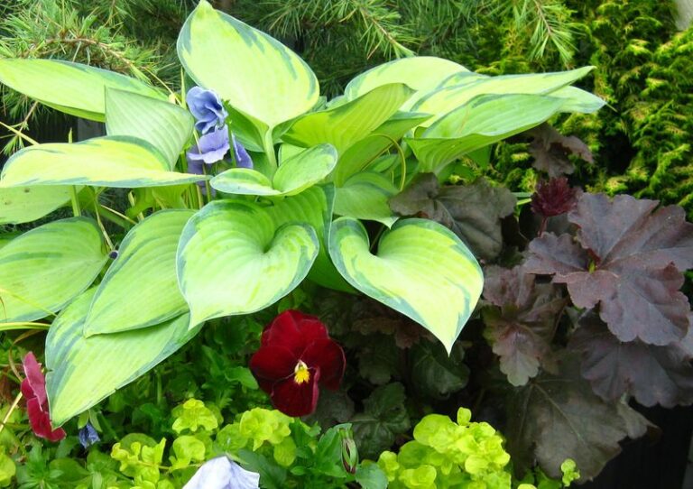 These Pennsylvania Flowers Fill A Shady Corner With Bloom Without Any Real Sun