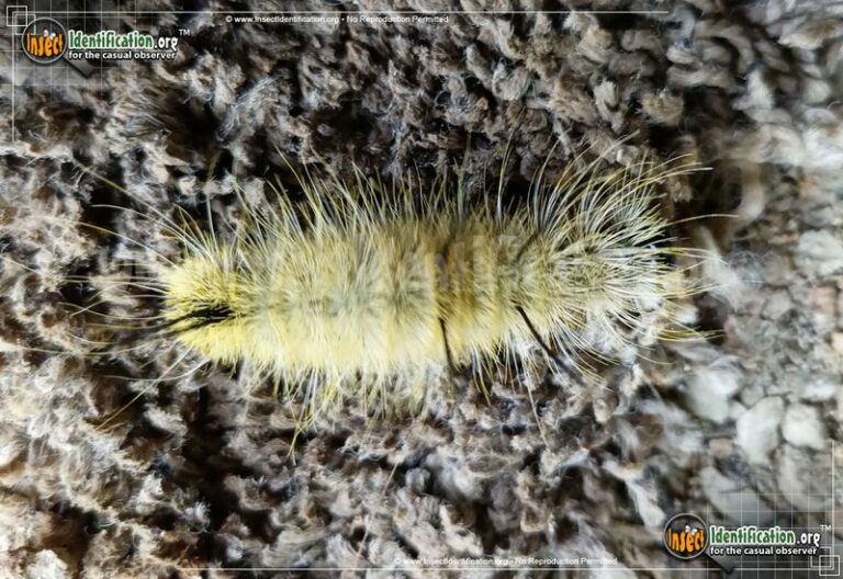 If You Spot This Fuzzy Little Bug In Pennsylvania, Do Not Touch It With Bare Hands