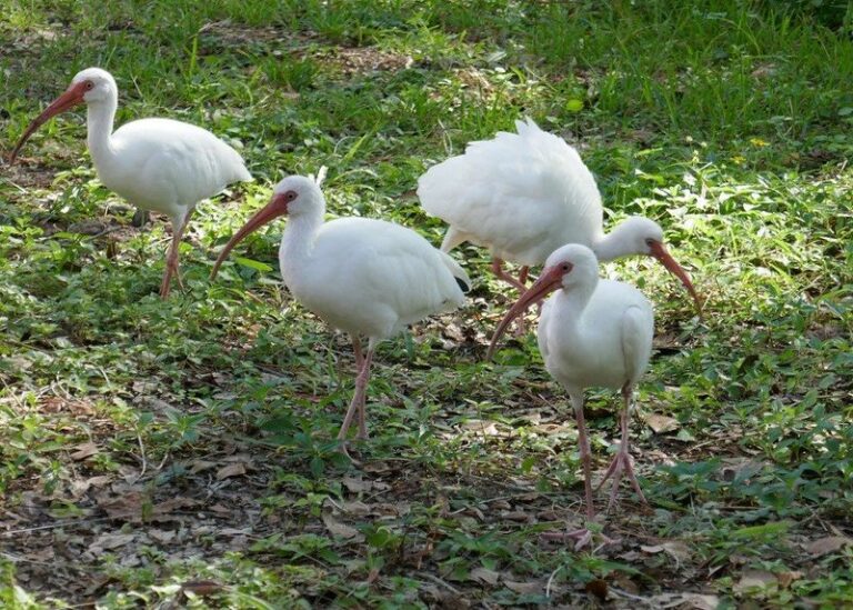 Why Ibis Flocks Keep Dropping Onto Your Florida Lawn Right After Every Downpour