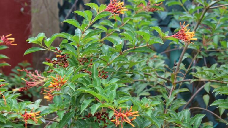Firebush May Be the Shrub That Helps Fireflies Survive in Your Florida Yard