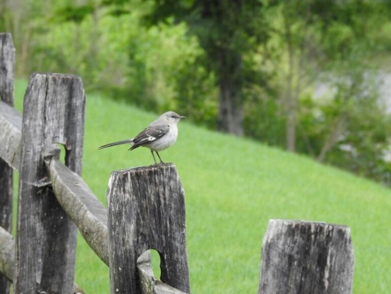 The Meaning Behind Seeing Mockingbirds That Sing From The Same Spot In Your Florida Yard