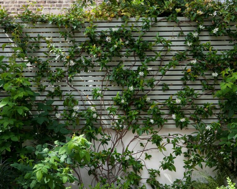 Why North Carolina Gardeners Should Grow Star Jasmine Where A Fence Feels Too Harsh