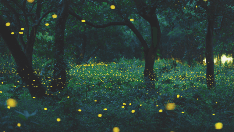 8 Texas Plants That Bring Fireflies Back To Yards From Spring Into Summer
