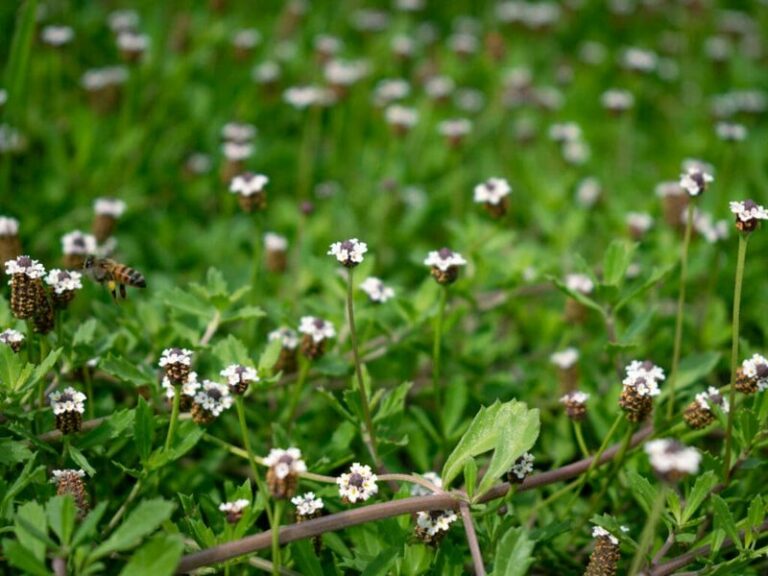 The Florida-Friendly Ground Cover Homeowners Switch To When Water Restrictions Hit