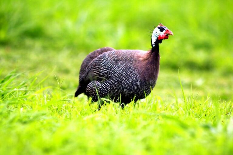 Guinea Fowl and Tick Control: What Pennsylvania Homeowners Should Actually Know