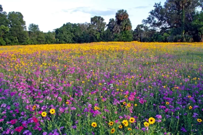 The Mini Florida Wildflower Meadow That Saves You More Mowing Than You Expect