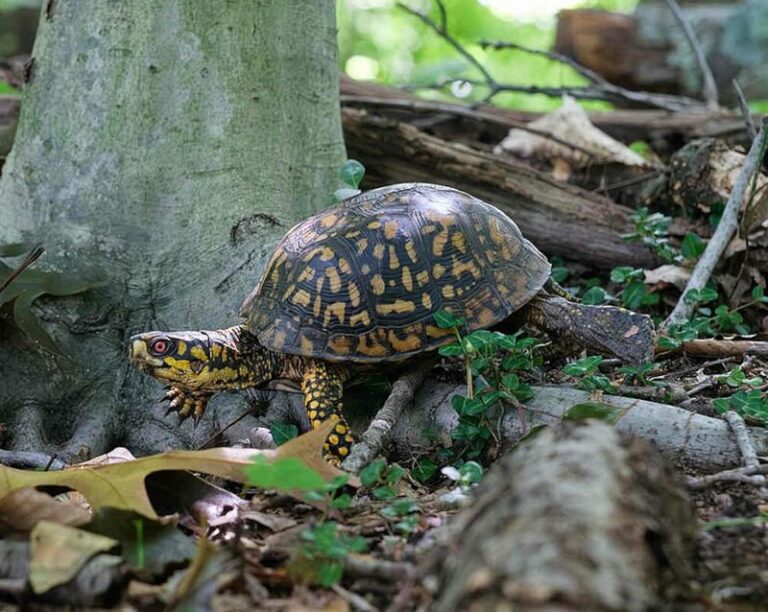 Why North Carolina Gardeners Should Never Move A Box Turtle Out Of The Yard