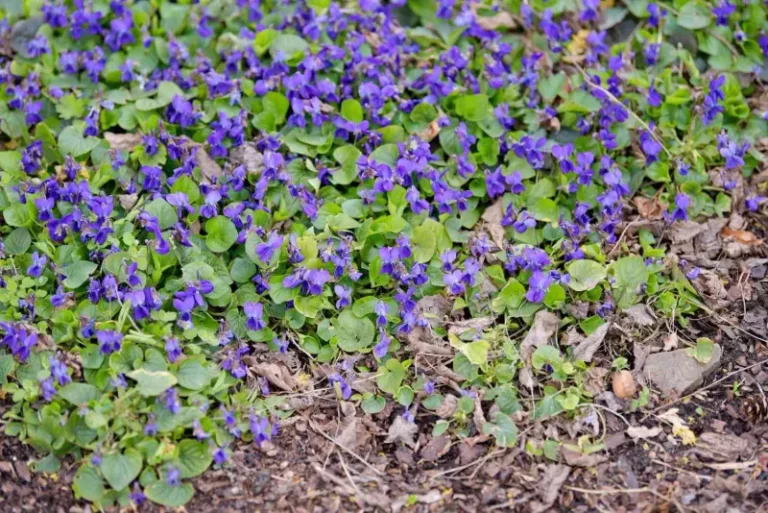 That Low Purple Weed Spreading Through Your Pennsylvania Yard Is Actually A Native Wildflower Worth Keeping