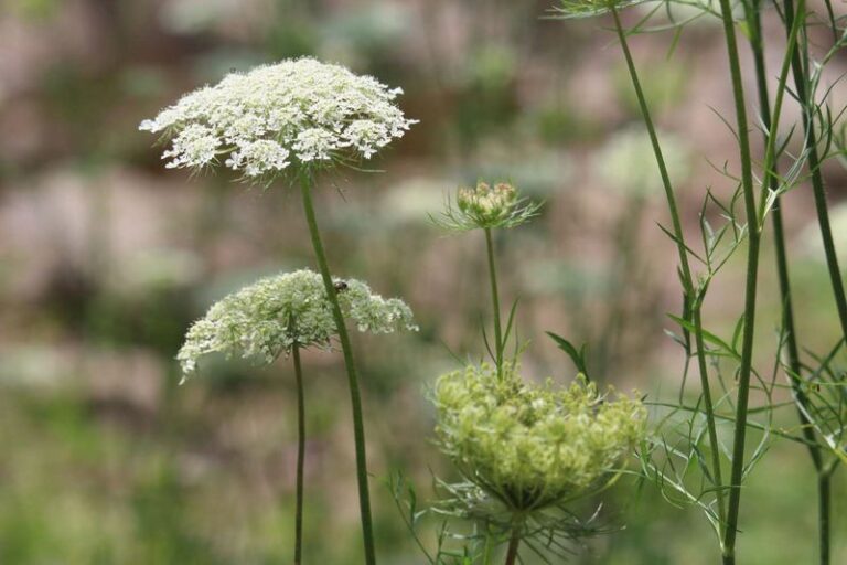 Before You Guess That Garden Favorite Wrong, Look At The One Leaf Detail That Gives It Away