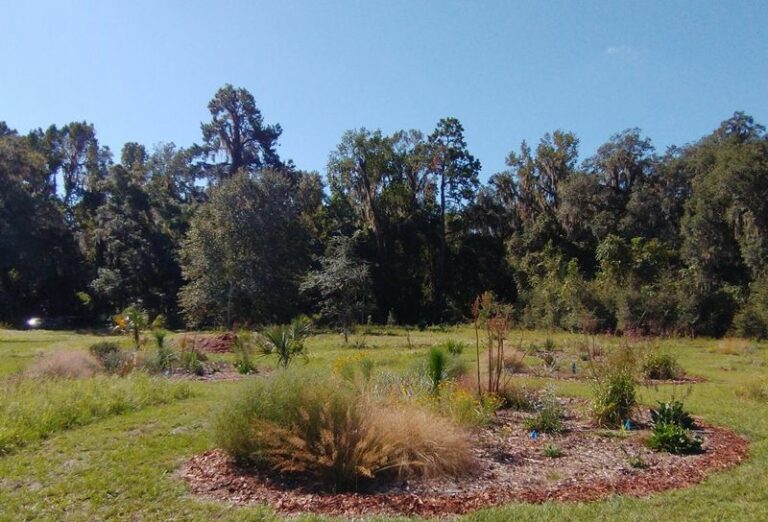 Florida Plants And Yard Design That May Support Kestrel Habitat, And What That Could Mean For The Lizards And Bugs In Your Garden