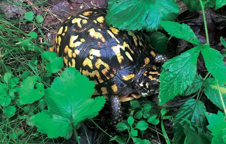 The North Carolina Native Plants That Can Support Eastern Box Turtles Already in Your Landscape