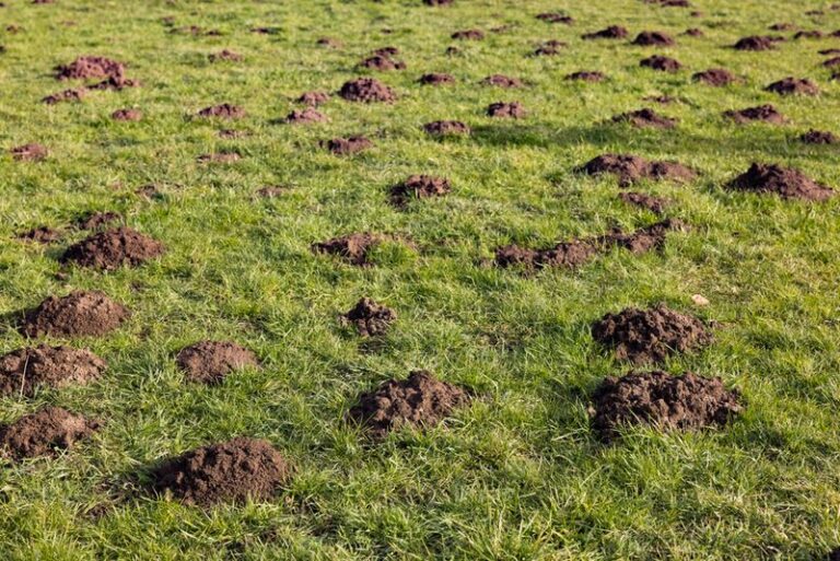 Your Mole May Eat Grubs, But That Does Not Mean It Is Protecting Your Lawn All Season