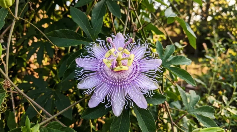 Why Passionflower Vine Is The One Fence Plant That Makes Texans Stop And Look Twice