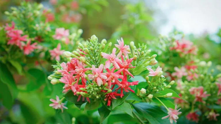 Shade-Loving Texas Flowers That Bloom Bright In The Dimmest Corners