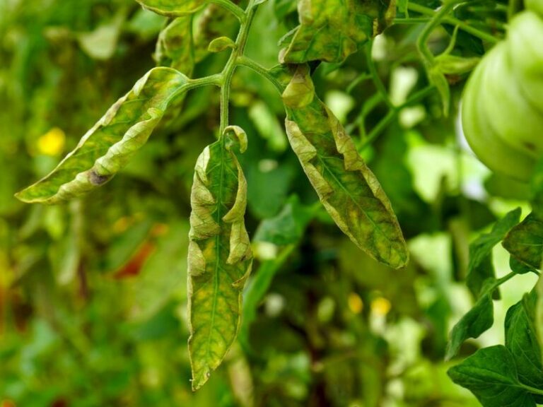 Curling Tomato Leaves Are Usually A Stress Signal, And Spraying First Makes It Worse