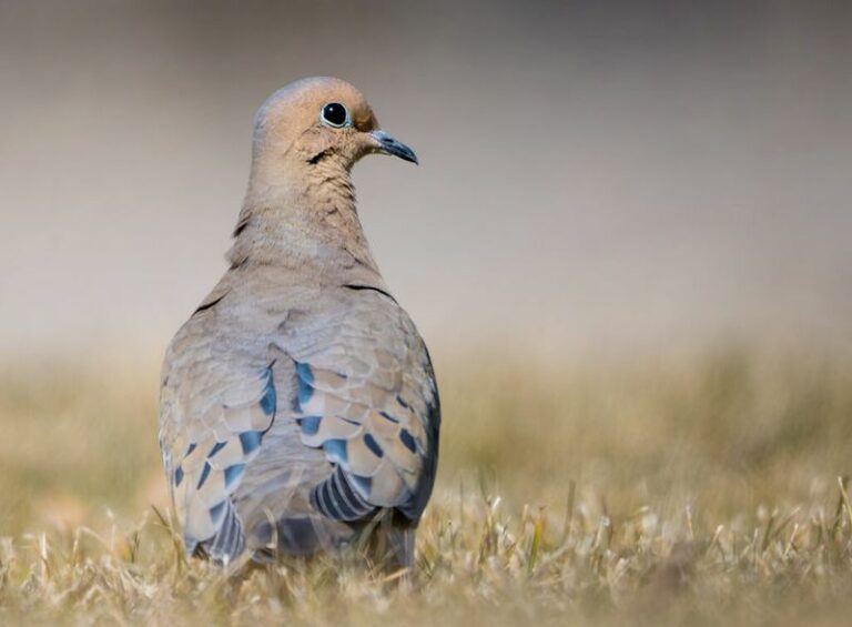What It Really Means When A Mourning Dove Starts Lingering Around Your North Carolina Yard