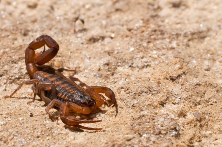 The Native Texas Plant Some Neighborhoods Are Quietly Adding To Keep Scorpions Out Of The Yard