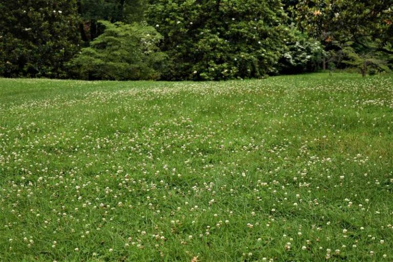 This Easy North Carolina Lawn Swap Feels Better Faster Than Most People Expect