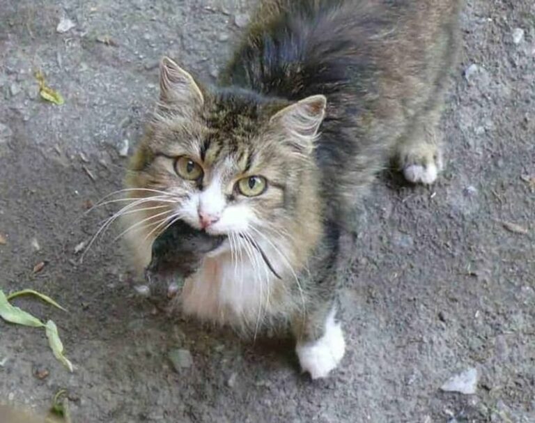 That Dead Bird On Your Doorstep Is Your Cat Deciding You Cannot Hunt For Yourself