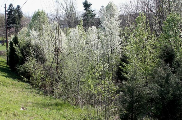 These Invasive Plants Are Actually Illegal To Have Growing In Your Pennsylvania Yard