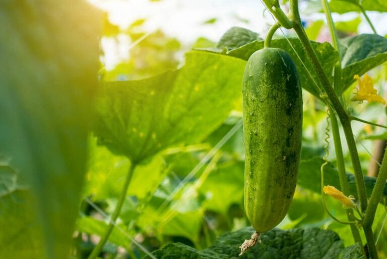The One Thing North Carolina Cucumbers Need In August Or They Quit Producing For Good