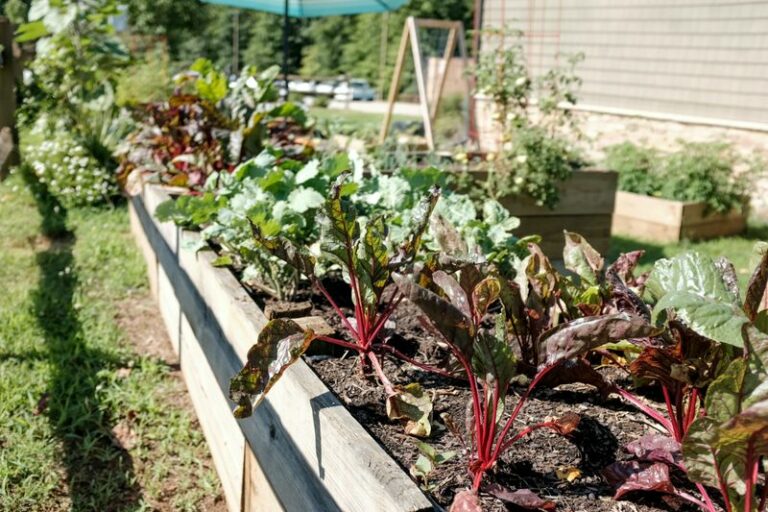 The North Carolina Vegetables You Should Plant Now For A Heavy Fall Harvest