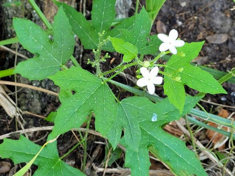 This Florida Shrub Looks Harmless But Hurts Anyone Who Handles It Blind