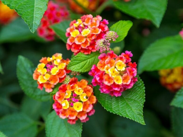 This Common Garden Plant Keeps Fooling People Because The Leaves Tell A Different Story
