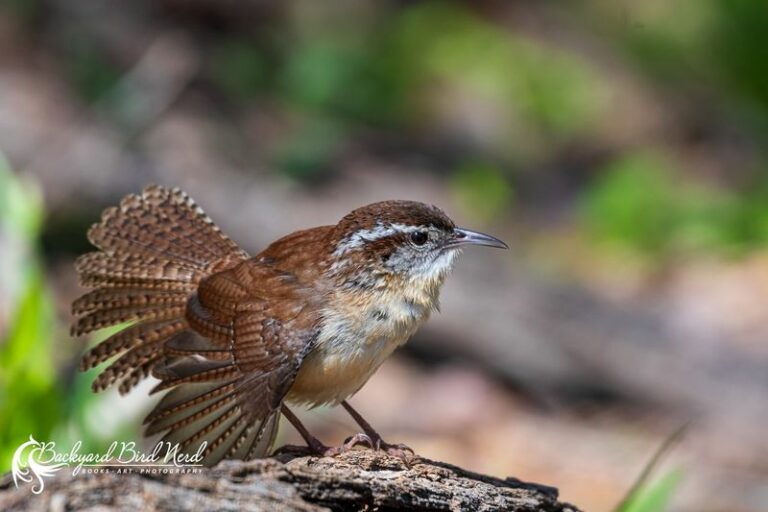 Why Carolina Wrens Keep Poking Through Your North Carolina Porch Planters All Day