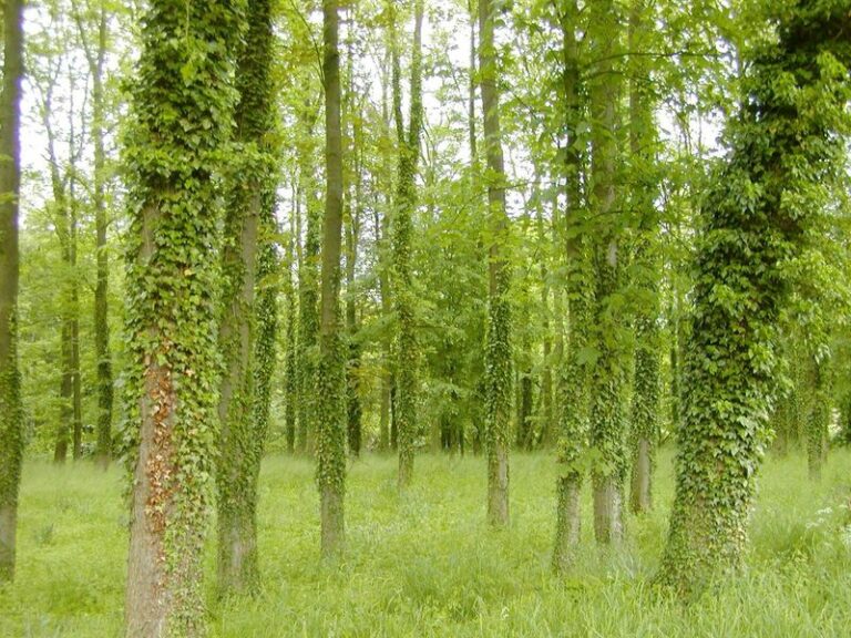 The Familiar Pennsylvania Vine You Should Cut Out Now Before It Weakens Your Trees