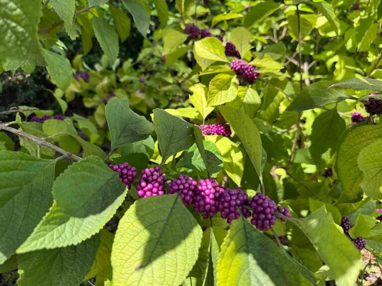 American Beautyberry: The North Carolina Native Shrub With Surprising Mosquito And Tick Research