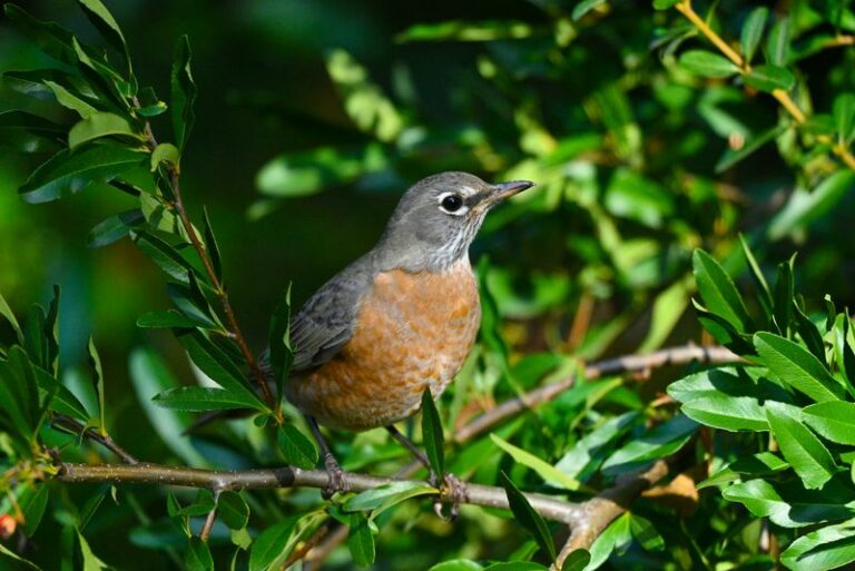 These 7 Pennsylvania Backyard Birds Eat Ticks All Day And Are Easier To Attract Than You Think