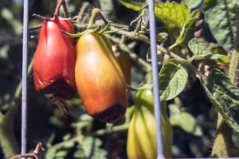 That Black Sunken Patch On Your Tomatoes Shows Up After A Hot Spell, But The Real Cause Starts At The Hose