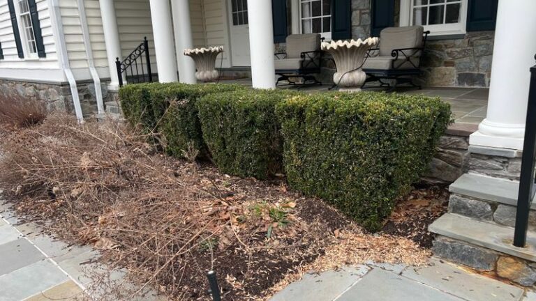 Why Pennsylvania Gardeners Are Ripping Out Boxwood And The Tougher Shrubs They Plant Instead