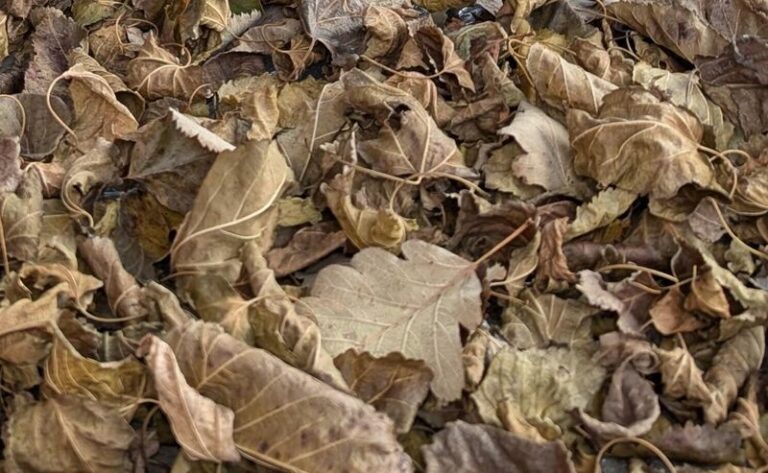 This Pennsylvania Tick Hides In Fall Leaf Piles Long After You Think Tick Season Ended