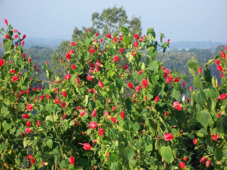 The Best Native Texas Plant Homeowners Grow Instead Of Hostas In Shade
