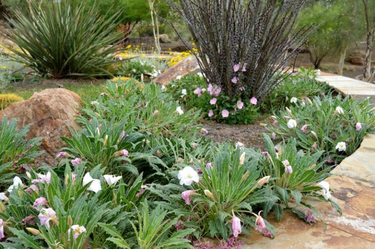 These Native Texas Groundcovers Smother Weeds Better Than The Mulch You Rebuy Every Year