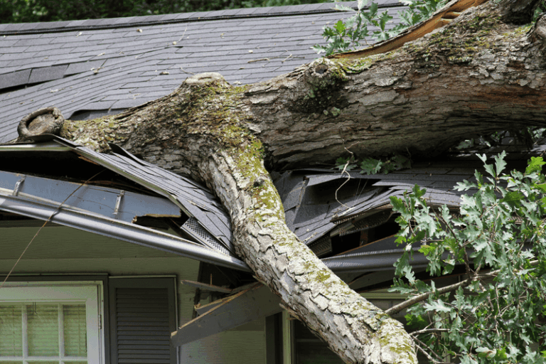 What North Carolina Homeowners Should Know About A Neighbor’s Tree Before It Becomes A Real Problem