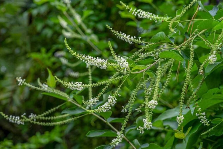 The Fragrant Texas Patio Plant That Handles 104 Degree Afternoons And Never Stops Smelling Good