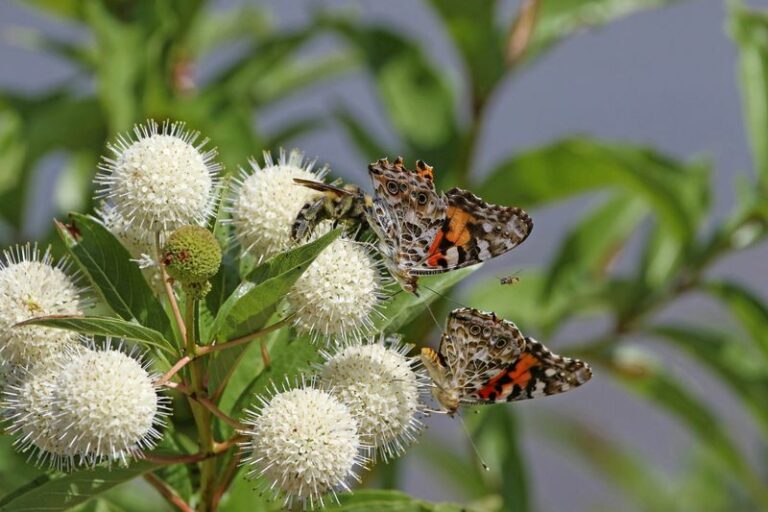 Skip The Butterfly Bush And Plant This North Carolina Native That Pollinators Swarm Instead