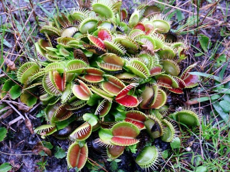The North Carolina Native Plant HOAs Keep Trying To Ban But Legally Cannot Touch