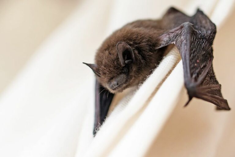 A Florida Bat House That Supports Roosting Habitat And Six Native Plants That May Help Bats Stay