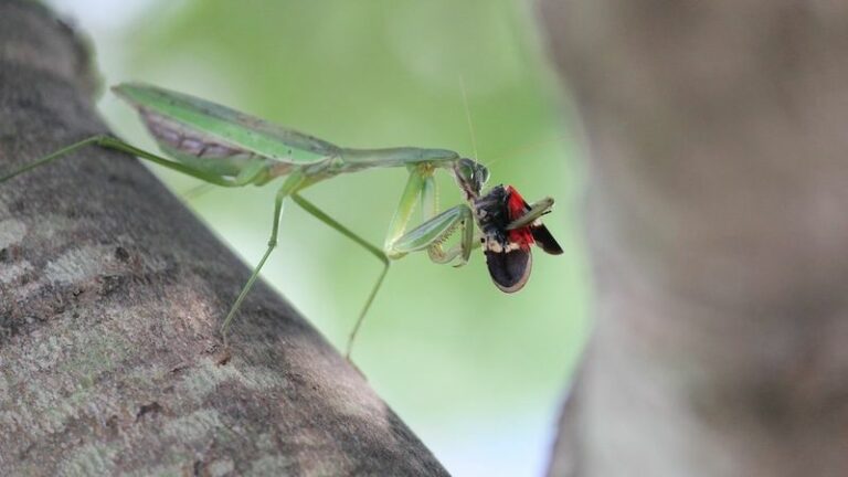 More Praying Mantises In Your Pennsylvania Garden Means Fewer Lanternflies Chewing Your Trees