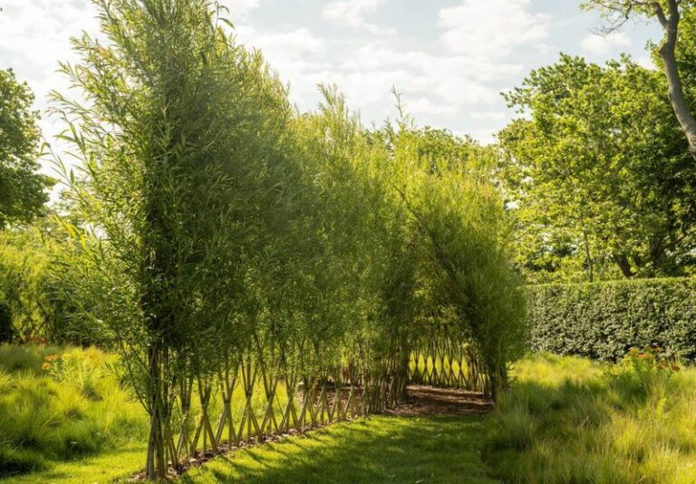 You Can Weave A Living Fence That Blocks Wind And Wildlife, But Only If You Plant It Dormant