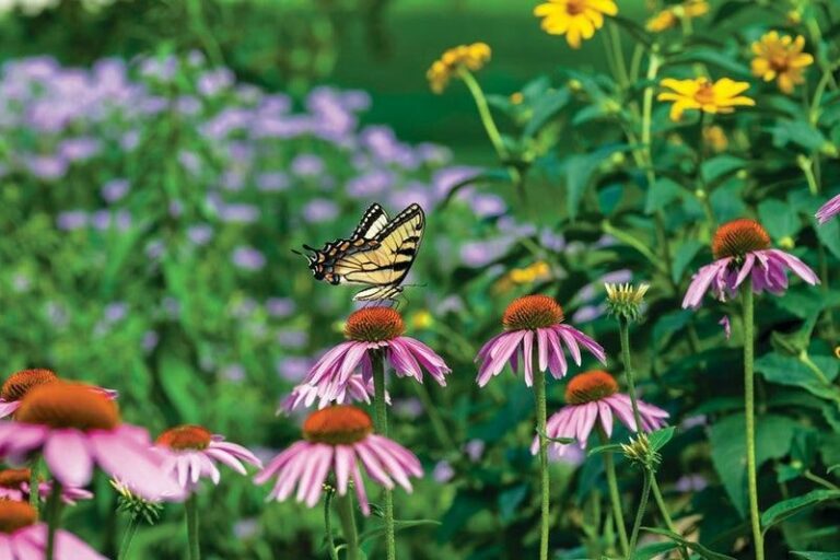 Plant These Pennsylvania Native Perennials Now In Your Worst Soil And Watch Them Thrive