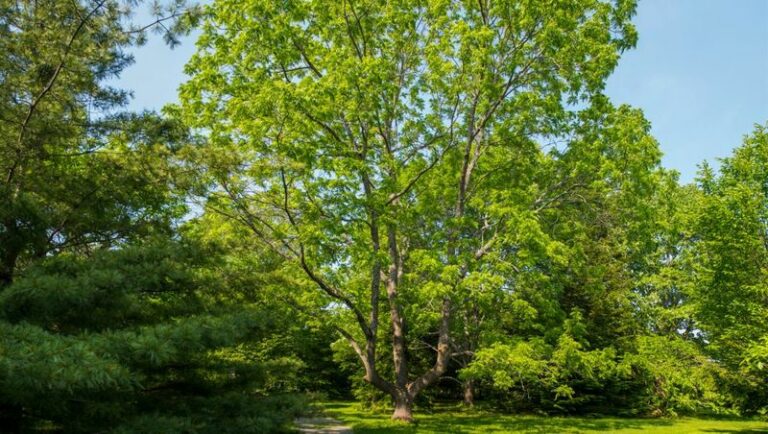 The Ancient Walnut Hiding in Your Backyard That Still Feeds Squirrels Today