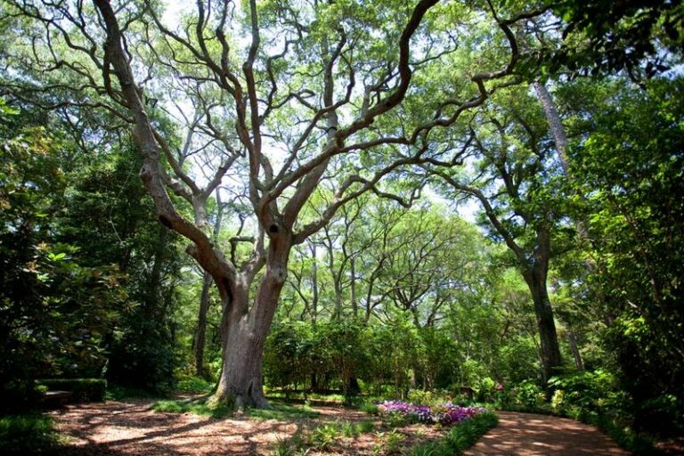 North Carolina Native Trees That Beat Crape Myrtle For Front-Yard Color And Structure